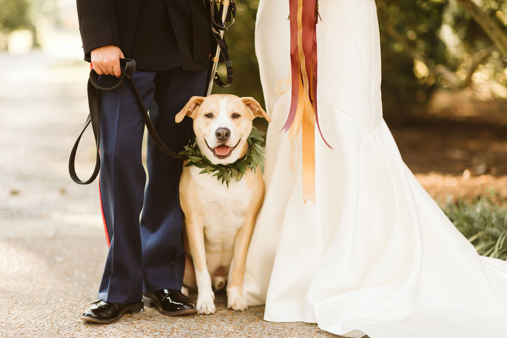 军事婚礼犬Nashville.jpg