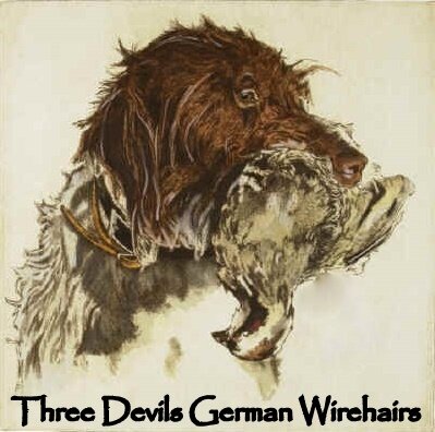 Three Devils German Wirehairs