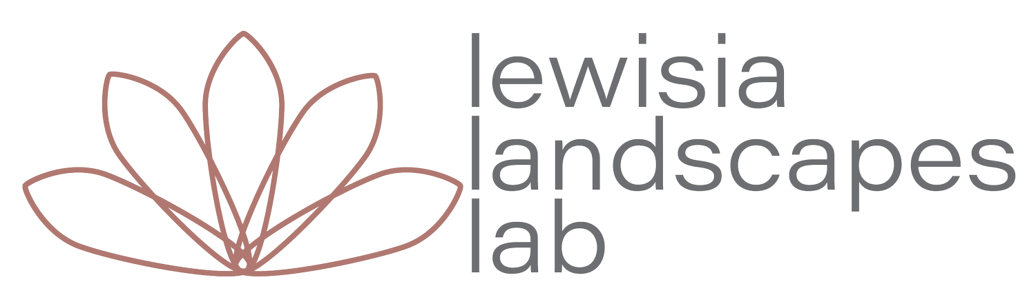 Lewisia Landscapes Lab