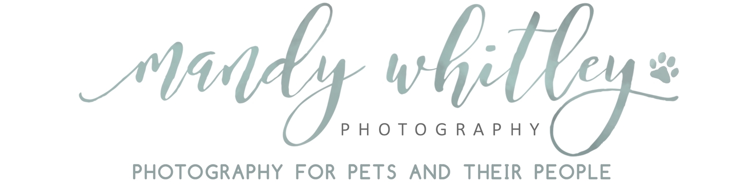 Nashville Dog Photographer | Mandy Whitley Photography