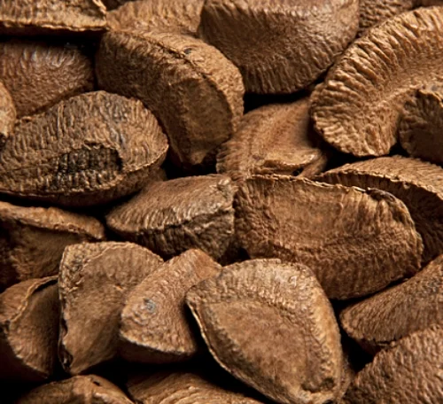 brazil nuts in shell