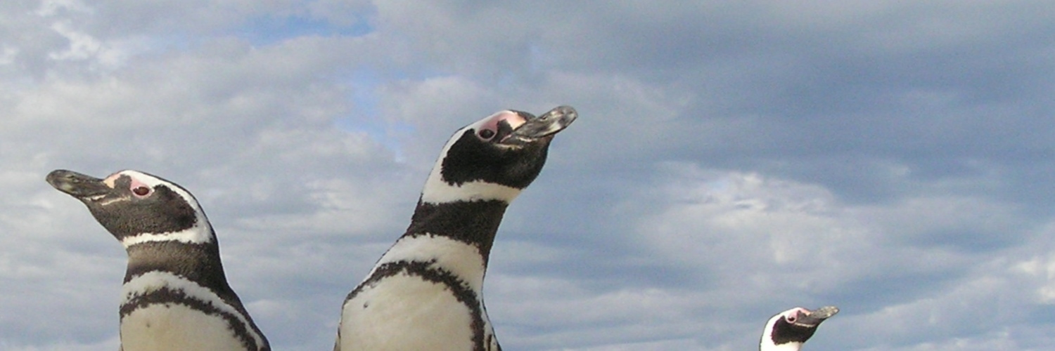 The Jackass-Penguin Show