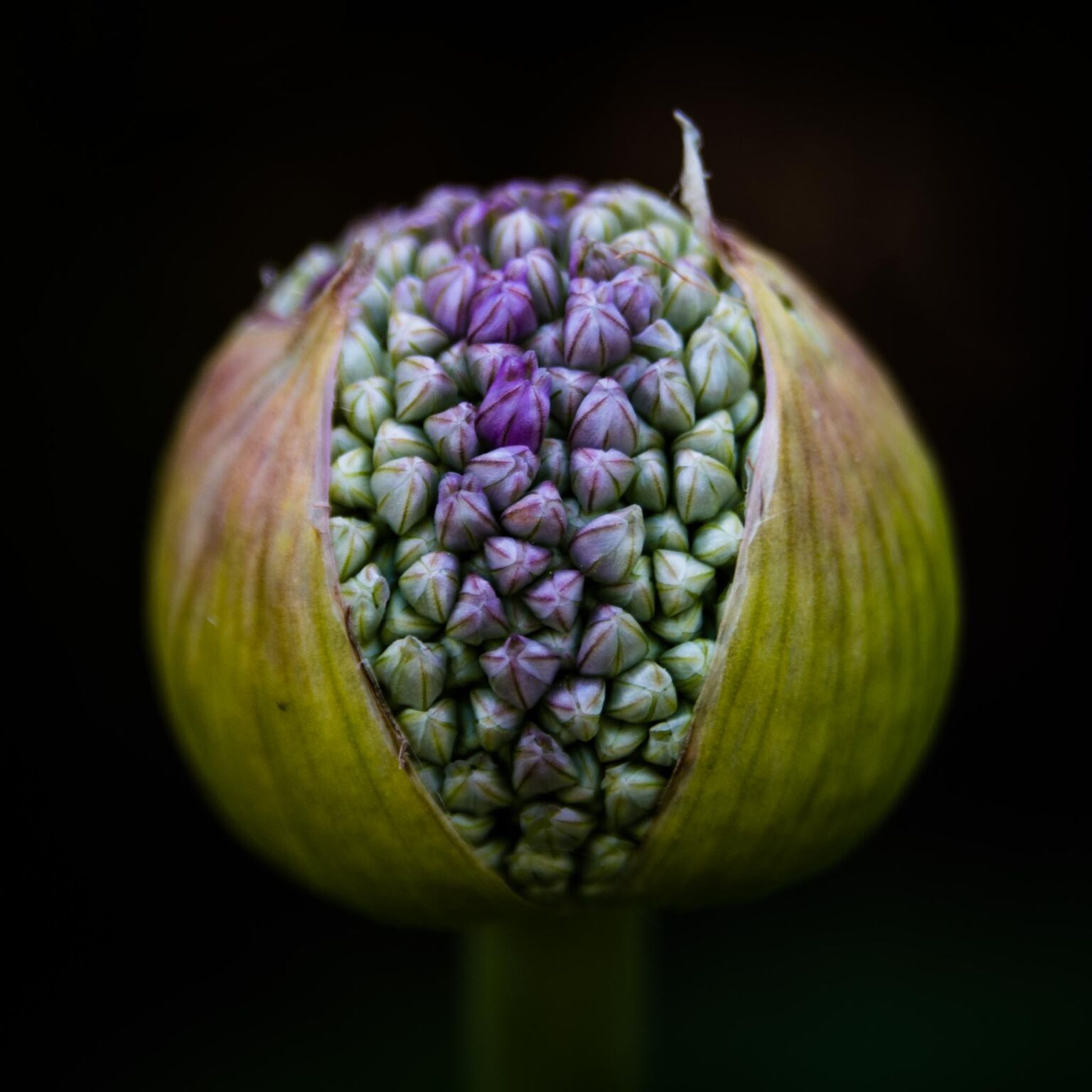 芯片标准,"Allium No 1"