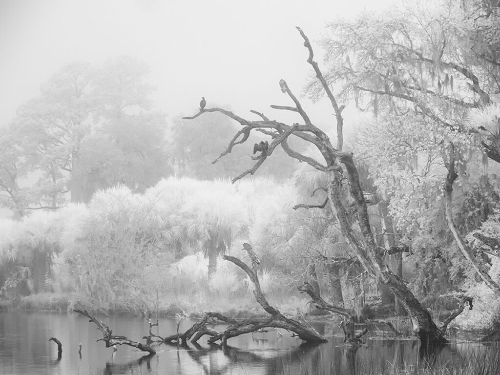 简·卡普尔"Morning Fog, Ossabaw"