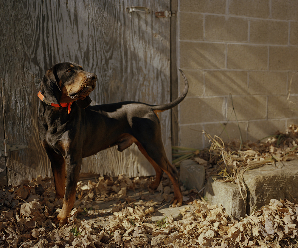 "CoonHound"