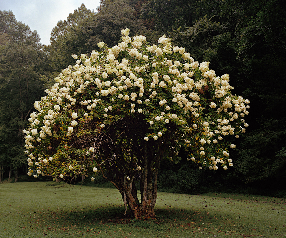 "Magnolia Tree"