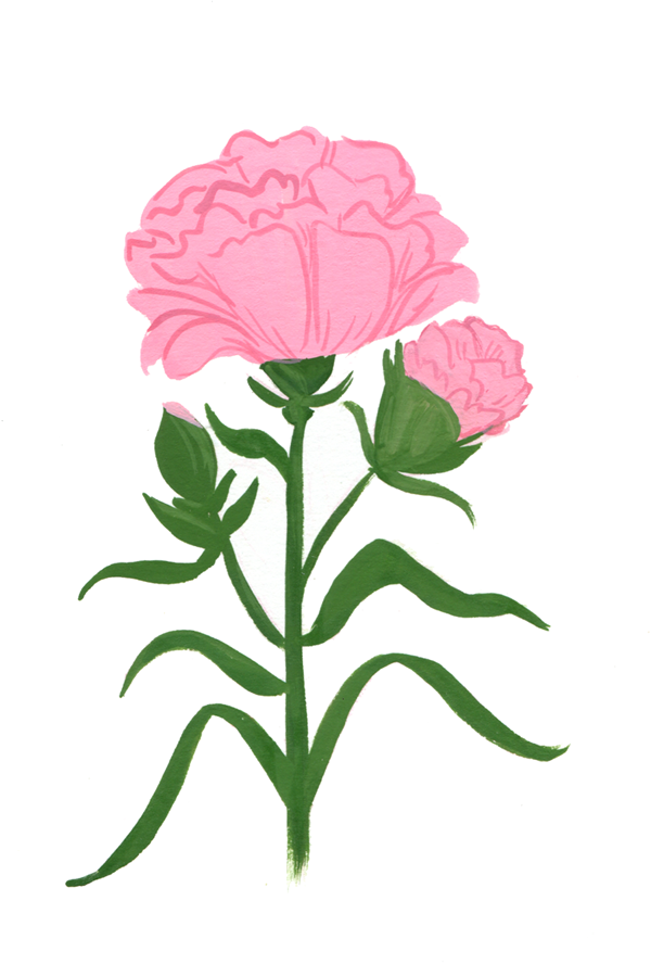 04_carnation600.png