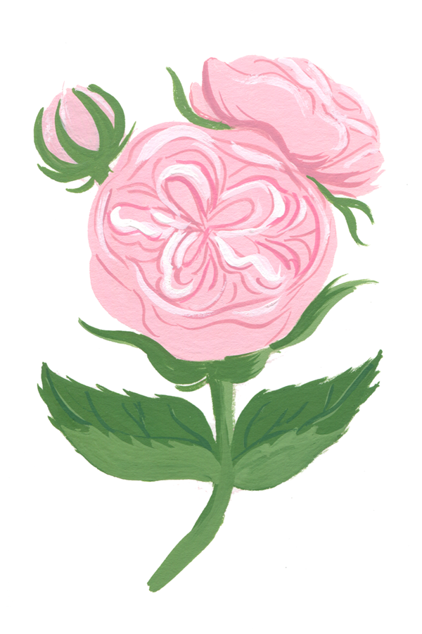 05_gardenrose600.png