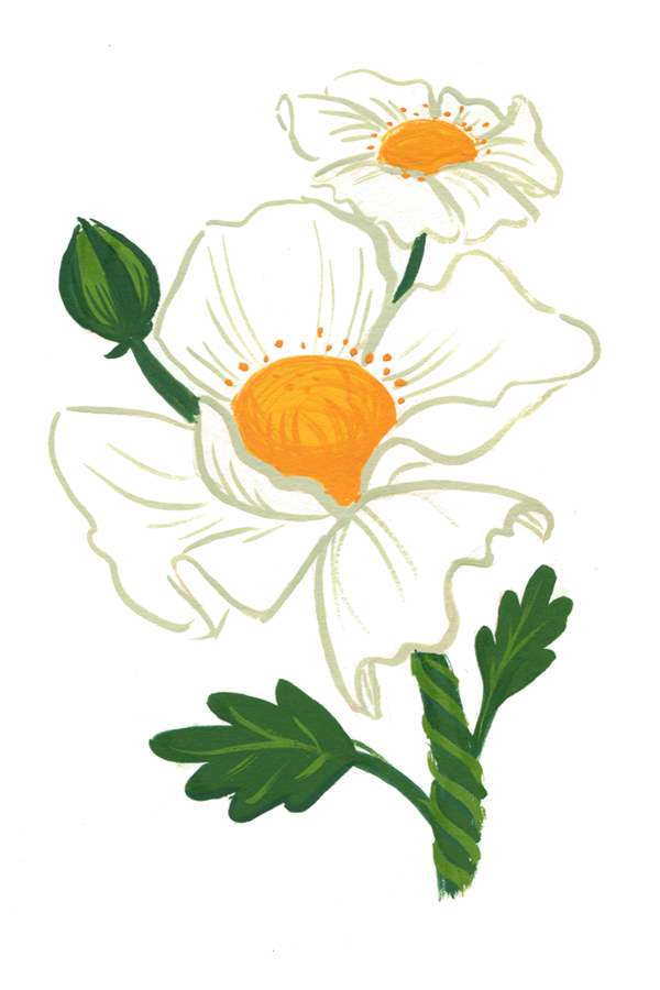 06_mantilljapoppy600.png