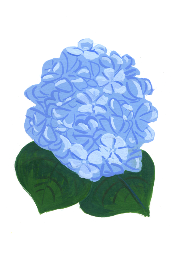 12_hydrangea600.png