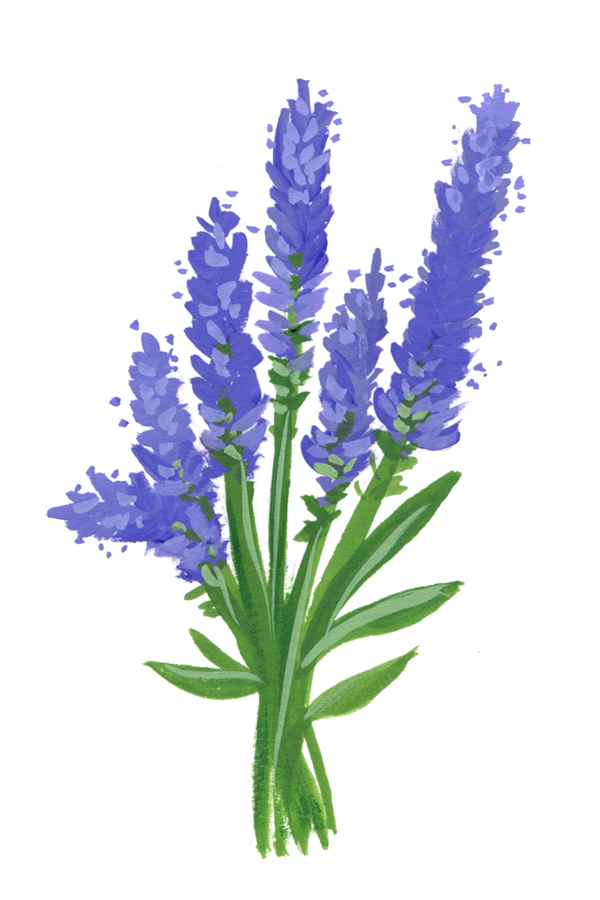 28_lavender600.png