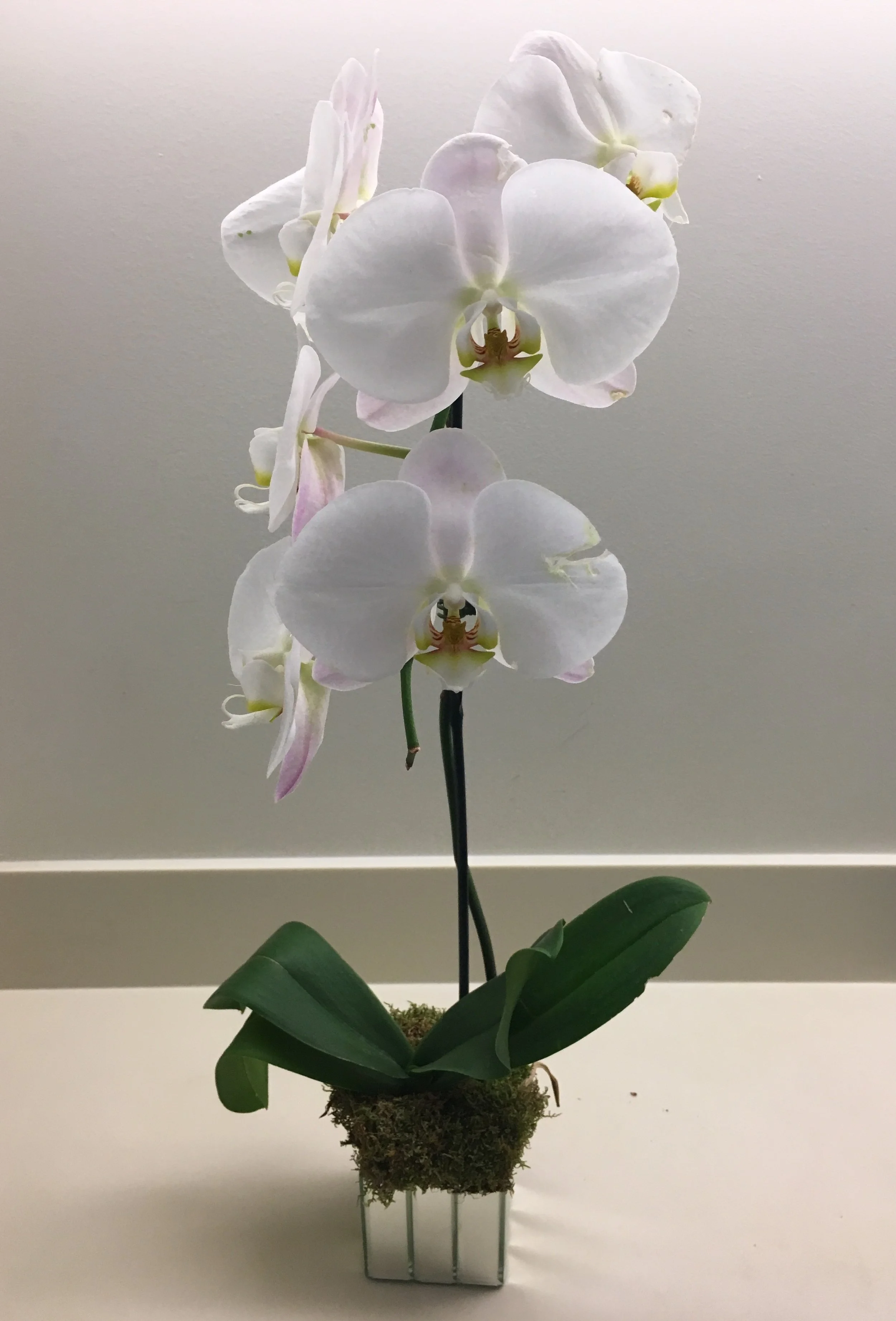 White Orchid In 4 Mirror Strips Cube Glass Vase Flowers By Yianni