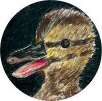 PIP, The Scaredy-Cat Duck