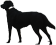 BlackDog