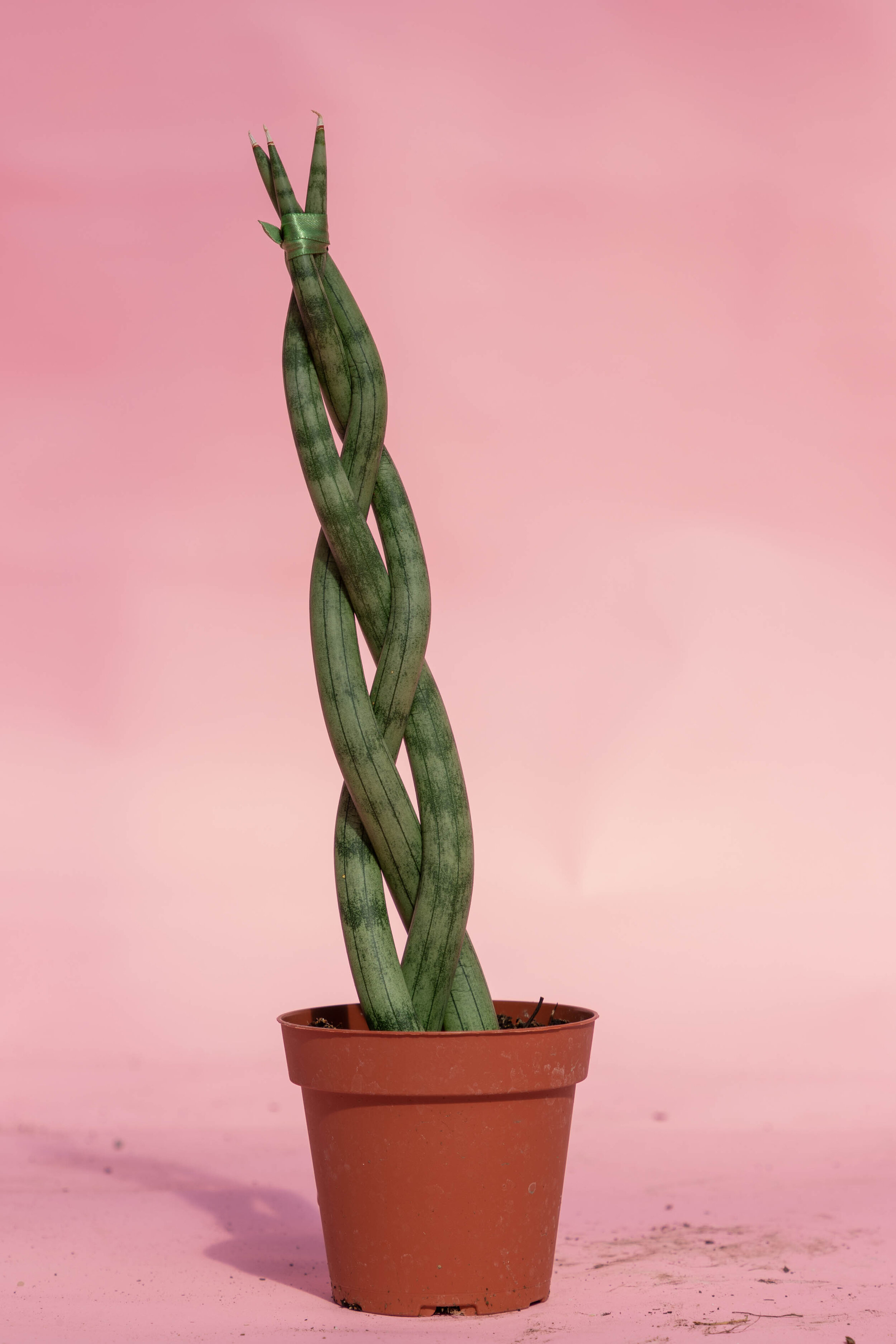 Sansevieria Cylindrica Braid Rooney Bloom,How To Grow Sweet Potatoes In A Bucket