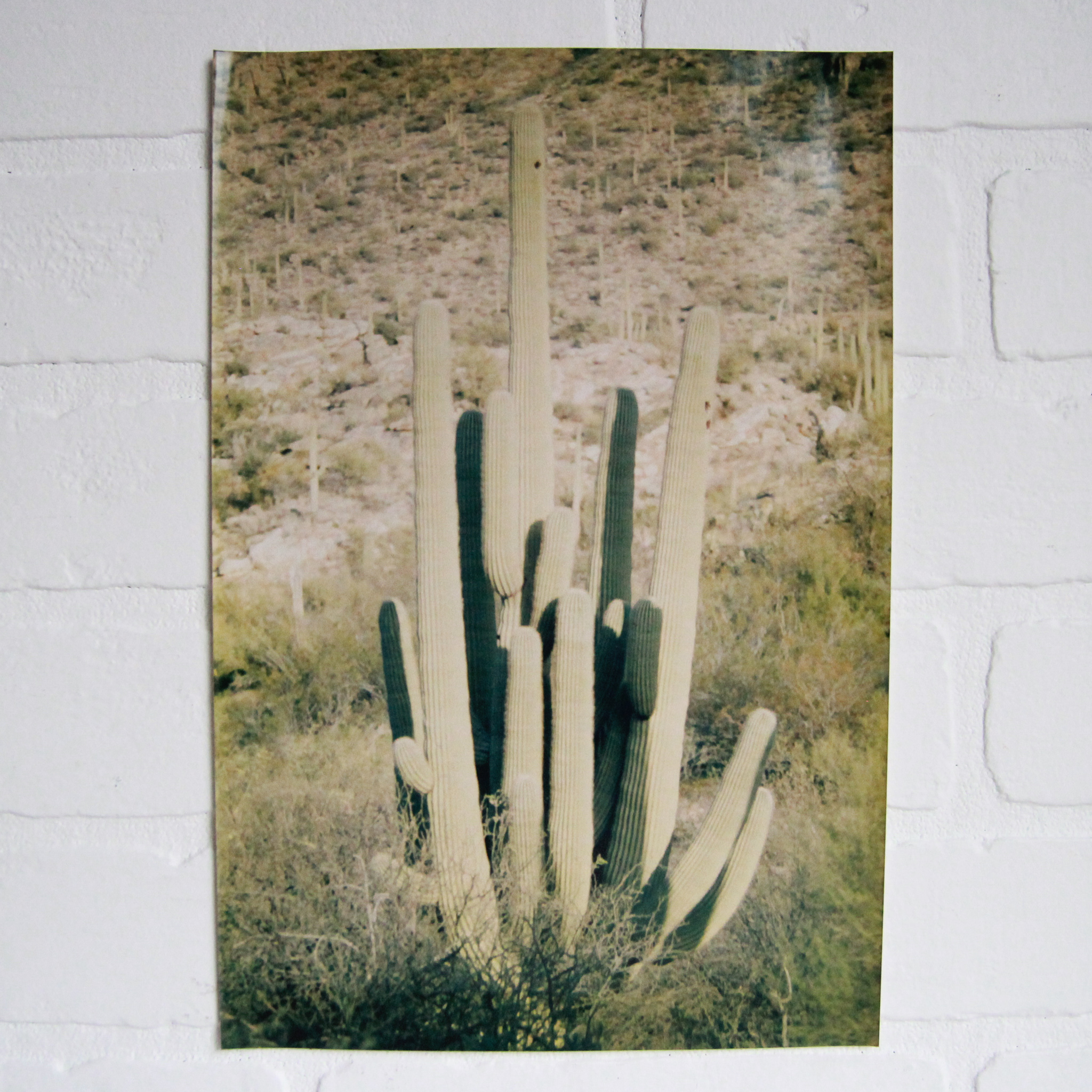 Vintage Cactus Photograph Vintage Home Decor Portland Oregon Left Coast Revivals