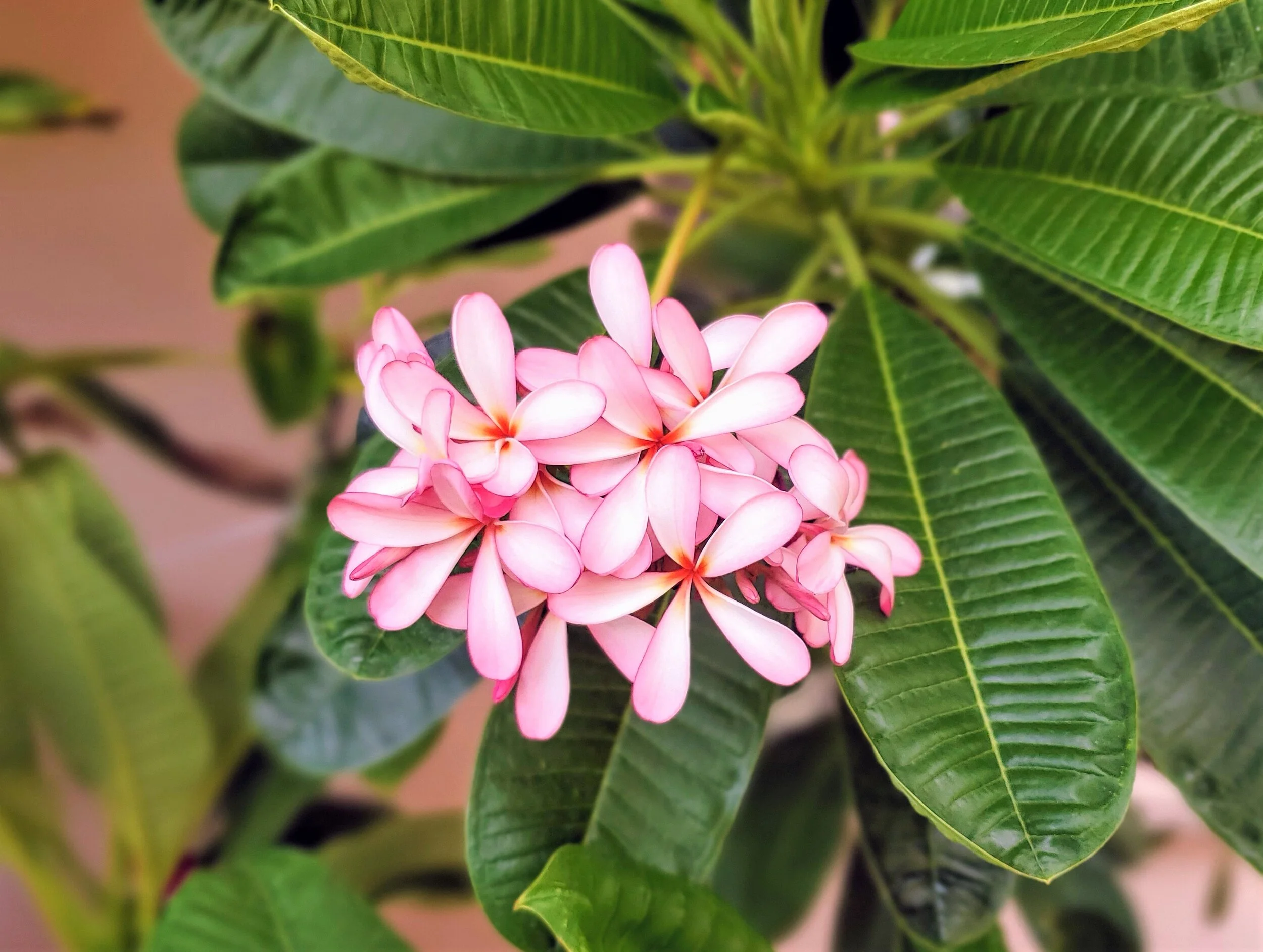 Плюмерия Singapore Pink Dwarf