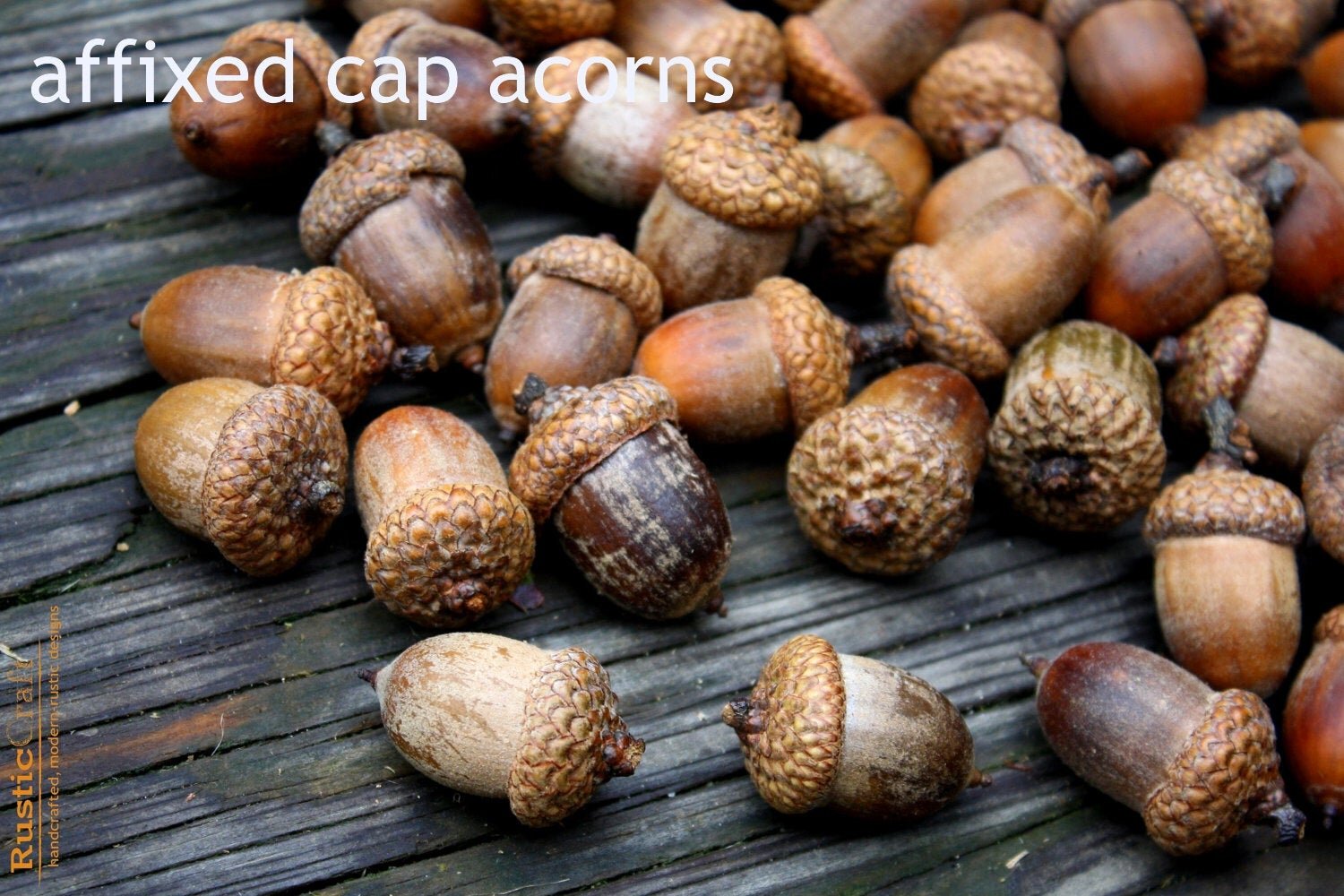 Large Acorns with affixed caps - Natural or Preserved with Shellac - Autumn  decorations, DIY Rustic Wedding supplies - Autumn Wedding- Clean & dried —  Rusticcraft Designs