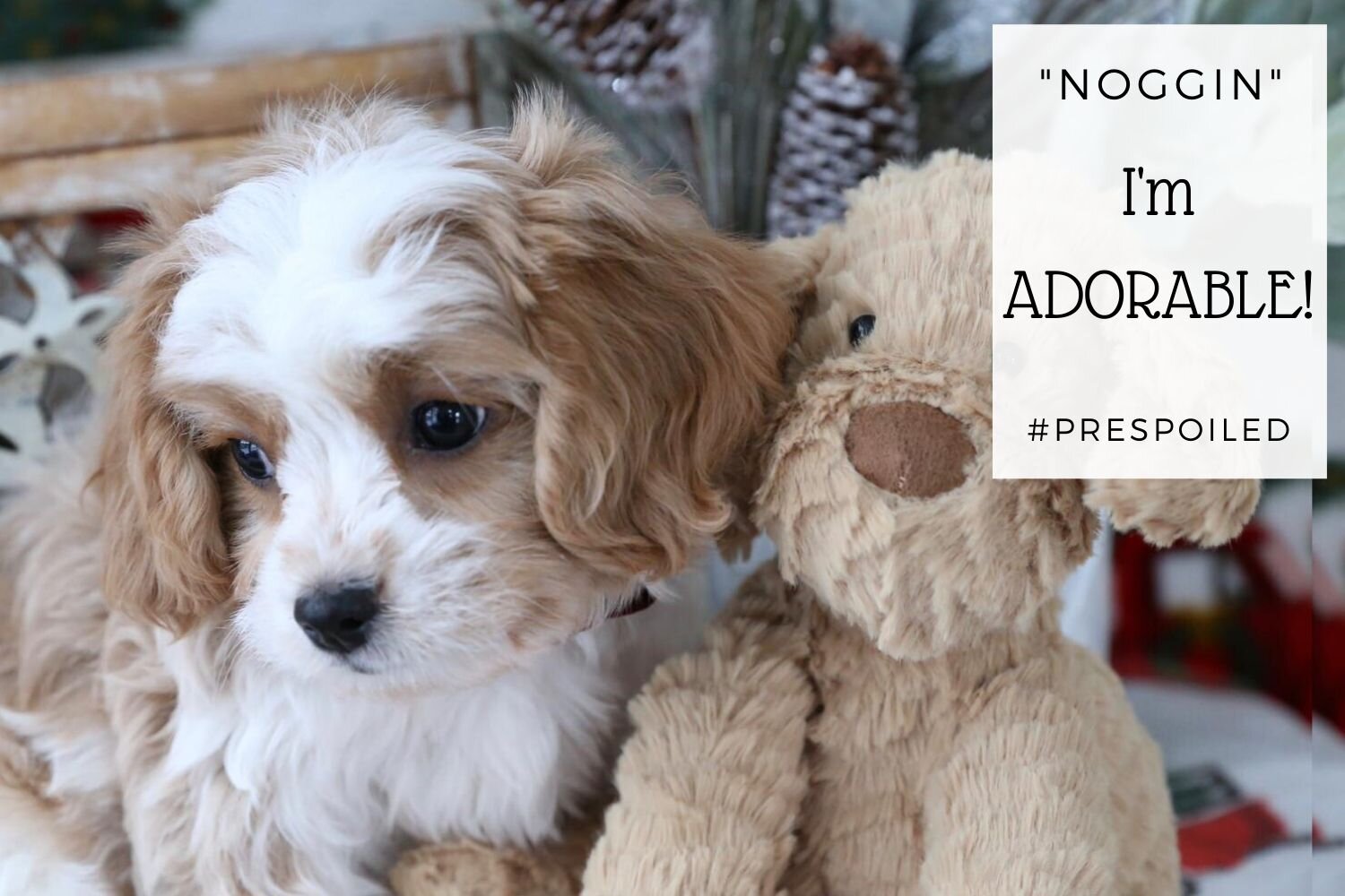 cute cavachon puppies