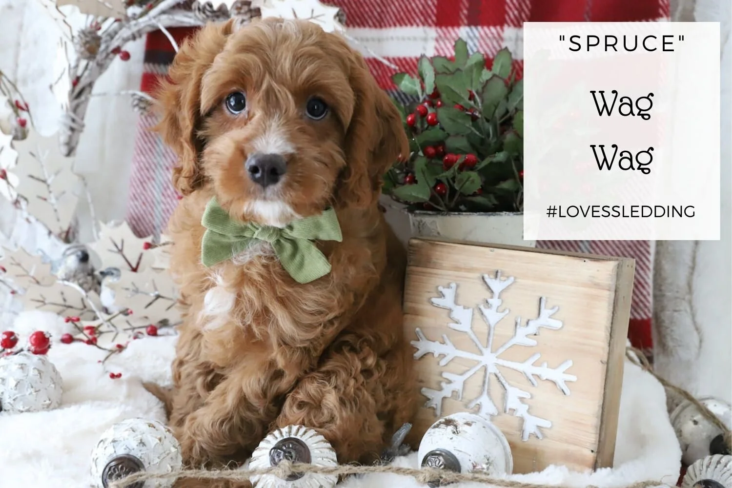 sarah's cavapoo puppies