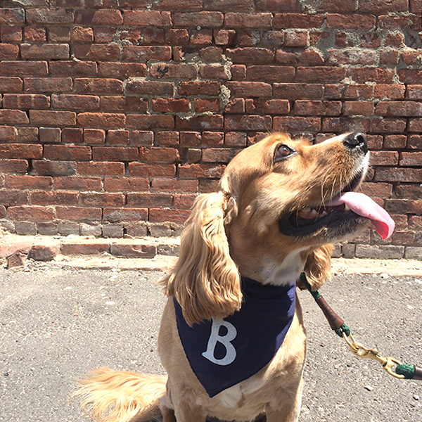monogrammed dog bandana