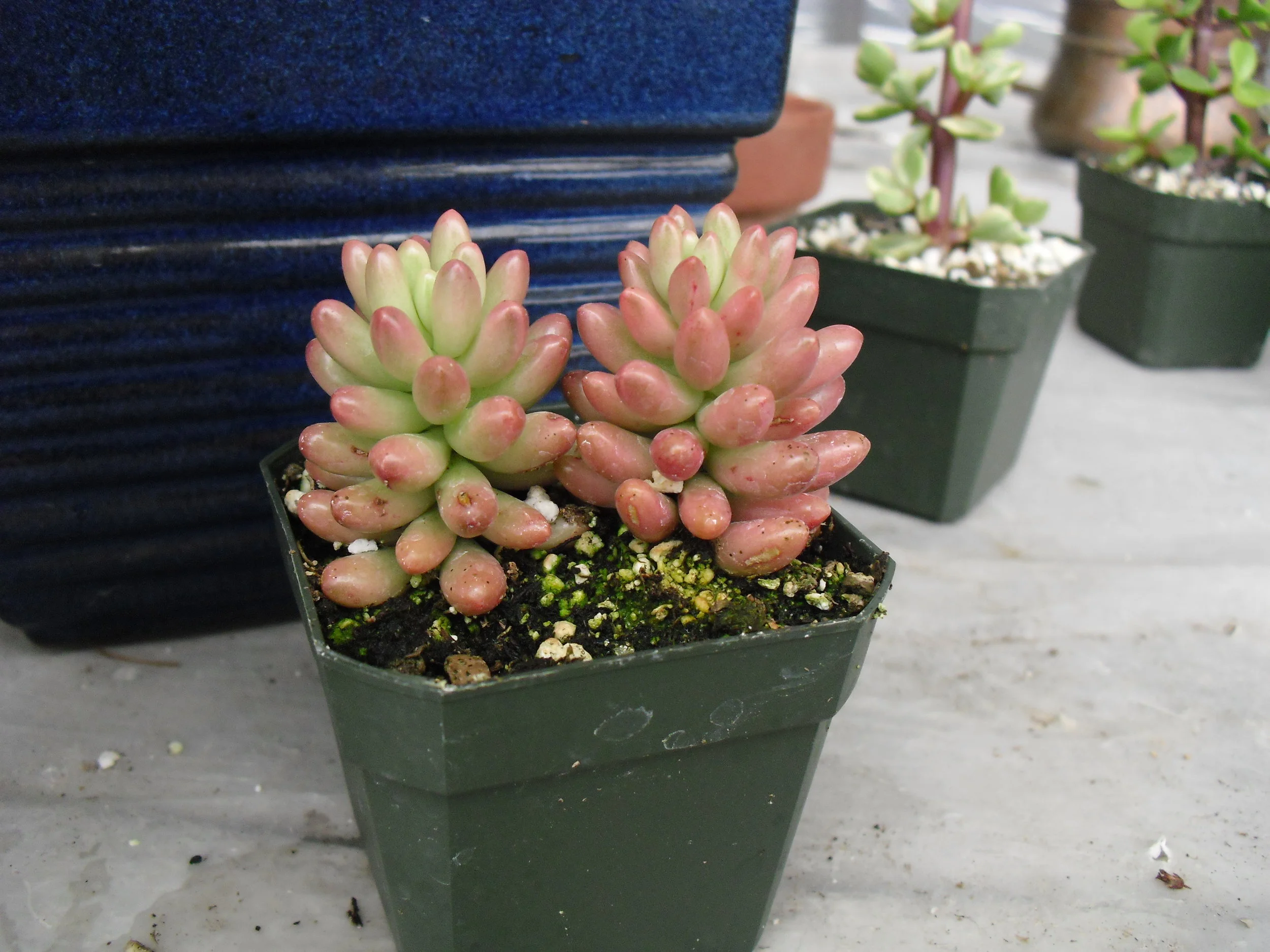 Sedum Rubrotinctum Brick House Succulents