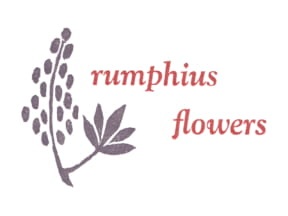Rumphius Flowers