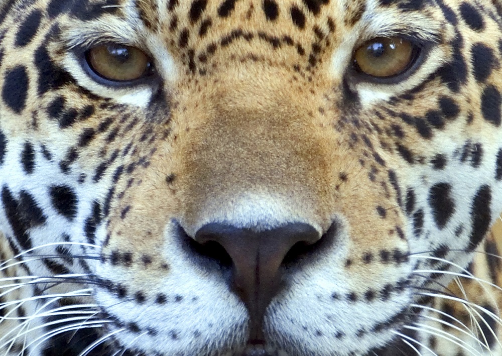Jaguar Botanicals