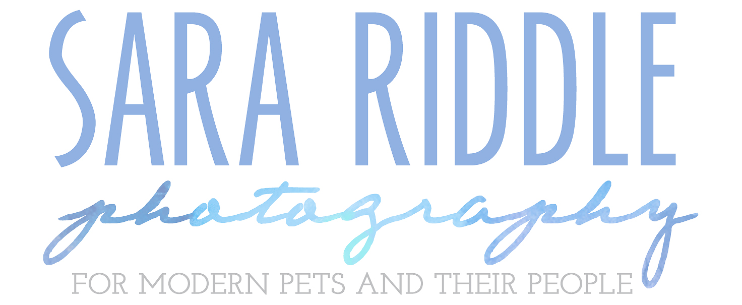 Northern Virginia and DC Pet Photography by Sara Riddle