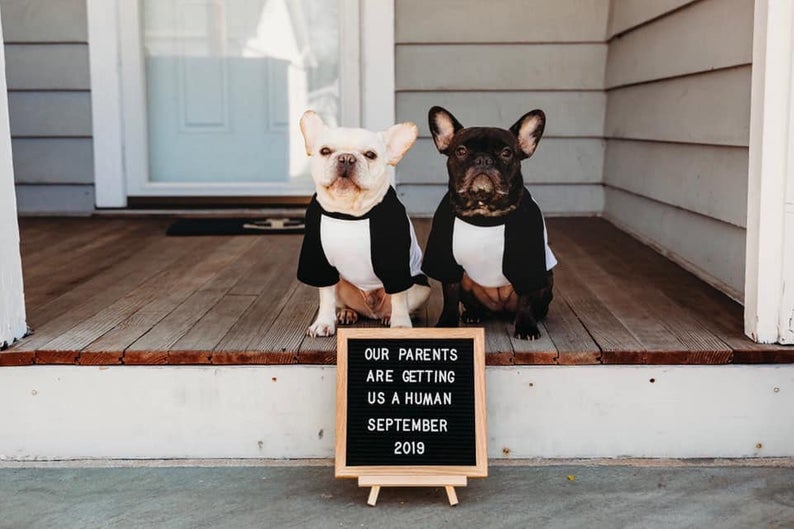 My Big Brother is a French Bulldog// My Big Sister Dog Baby Announcement