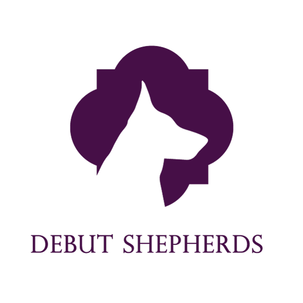 Debut Shepherds