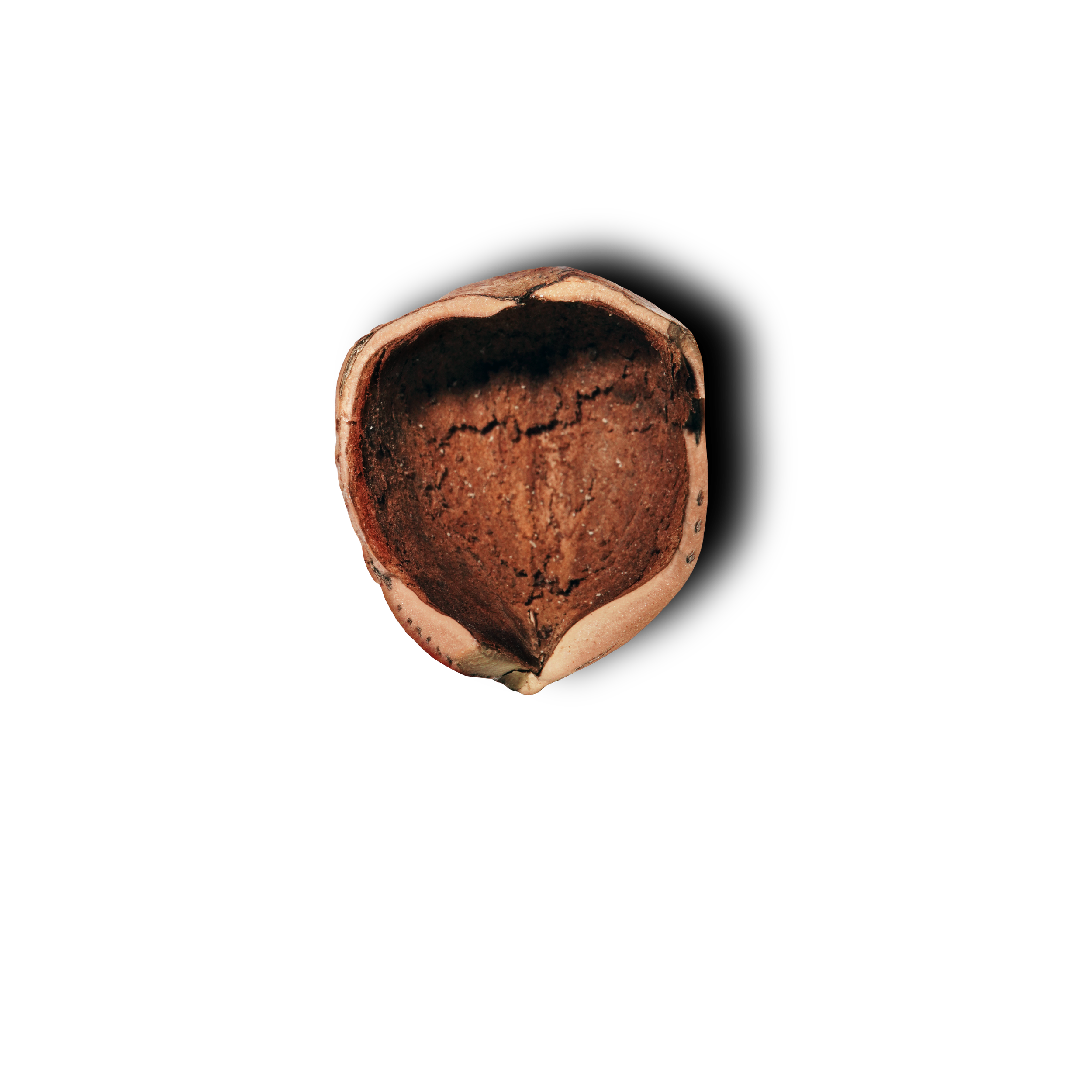 The Discarded Nut Theatre Co.