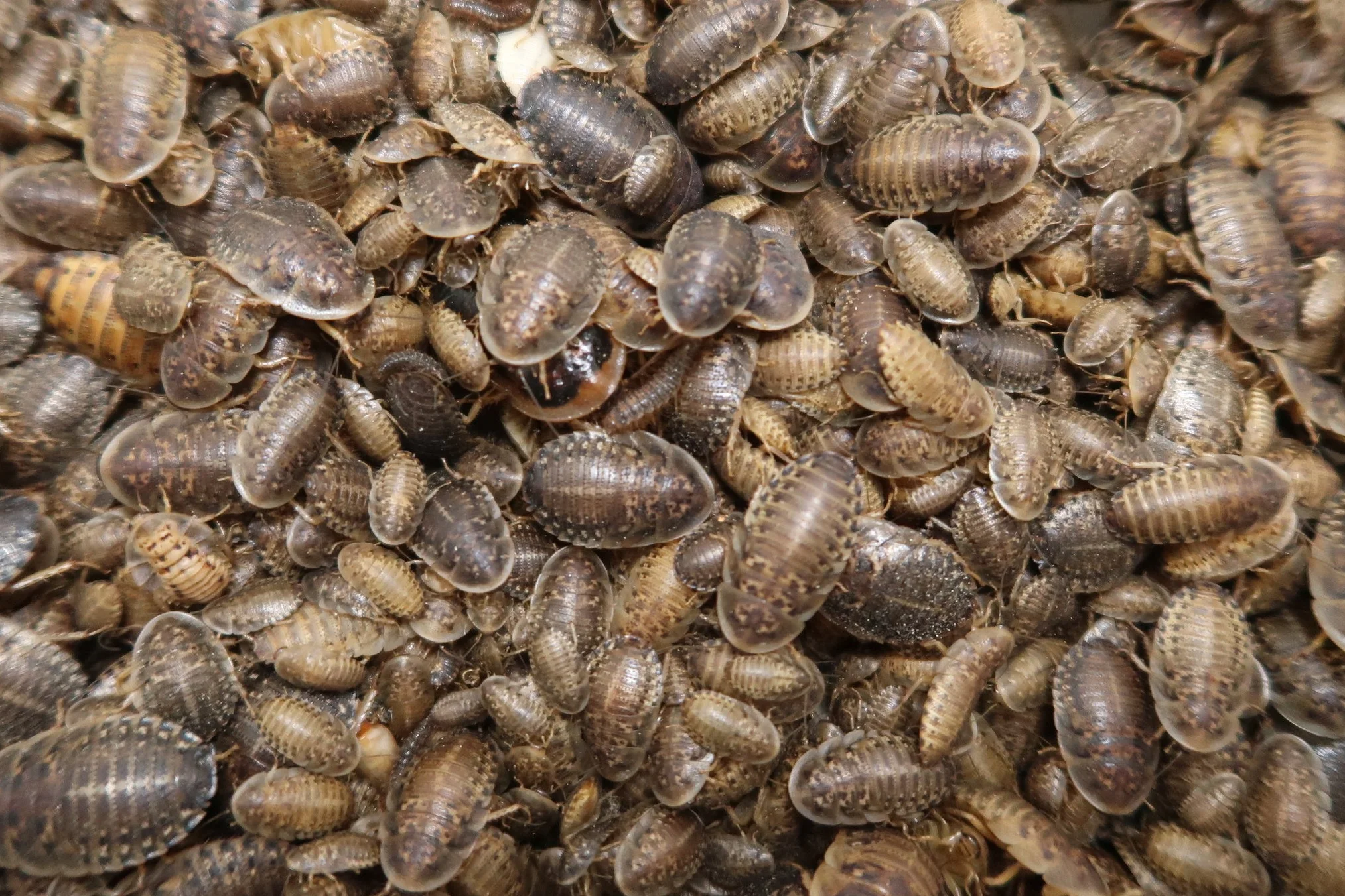 Dubia Roaches Reptilian Arts