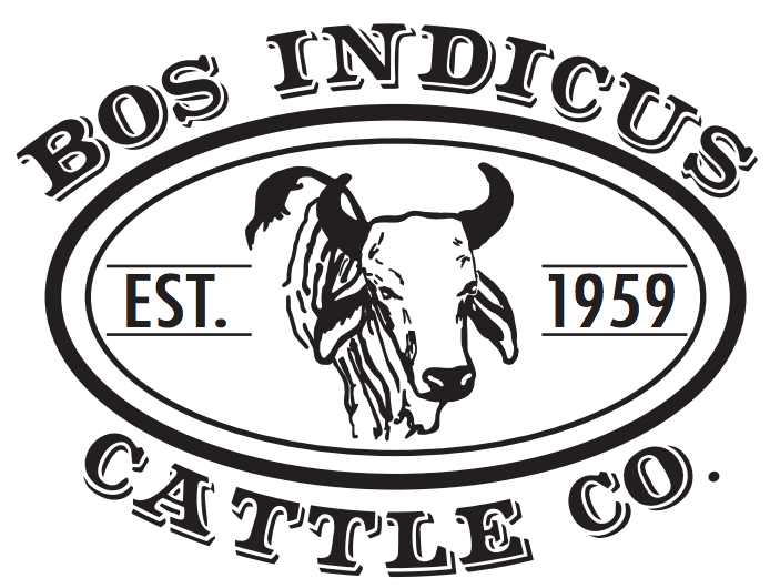 Bos Indicus Cattle Co