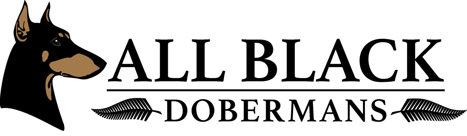 All Black Dobermans