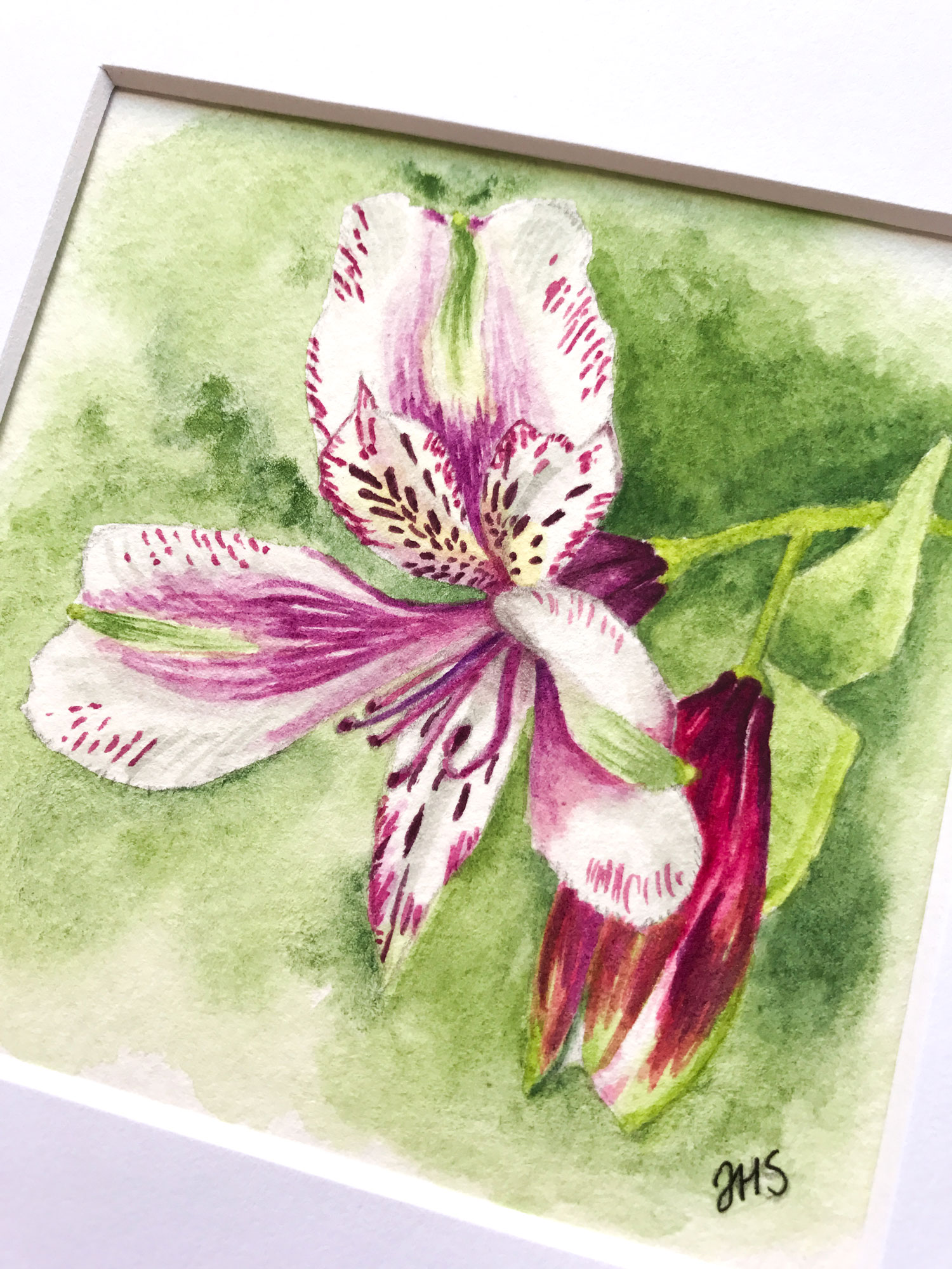 Alstromeria Day 24 Original Watercolor Painting With Mat