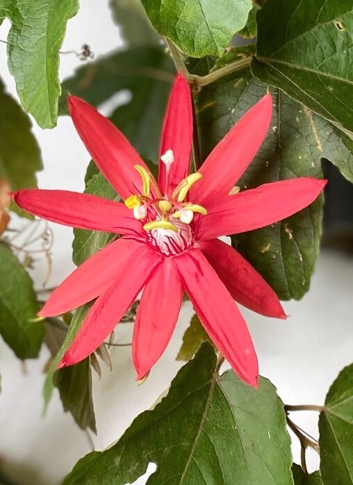 Passiflora Coccinea Red Passionflower Vine Collage With Nature,Best Grilled Salmon Recipe