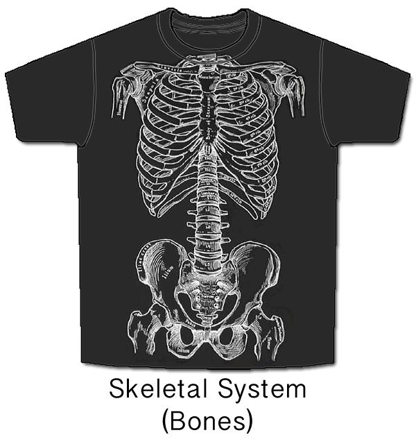 Skeletees-Skeletees- Anatomical T-shirts designed and illustrated