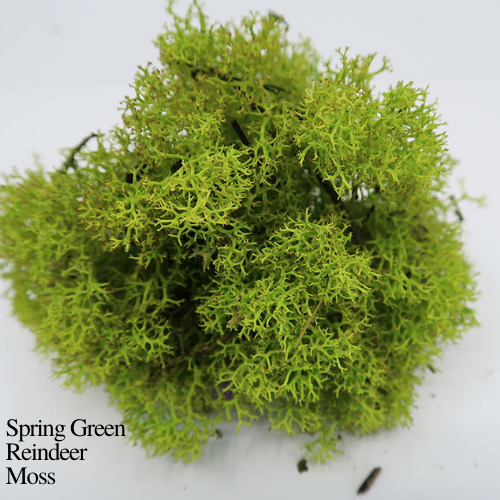 Sheet and Reindeer Moss 19"x15"x9" boxes of Mood 