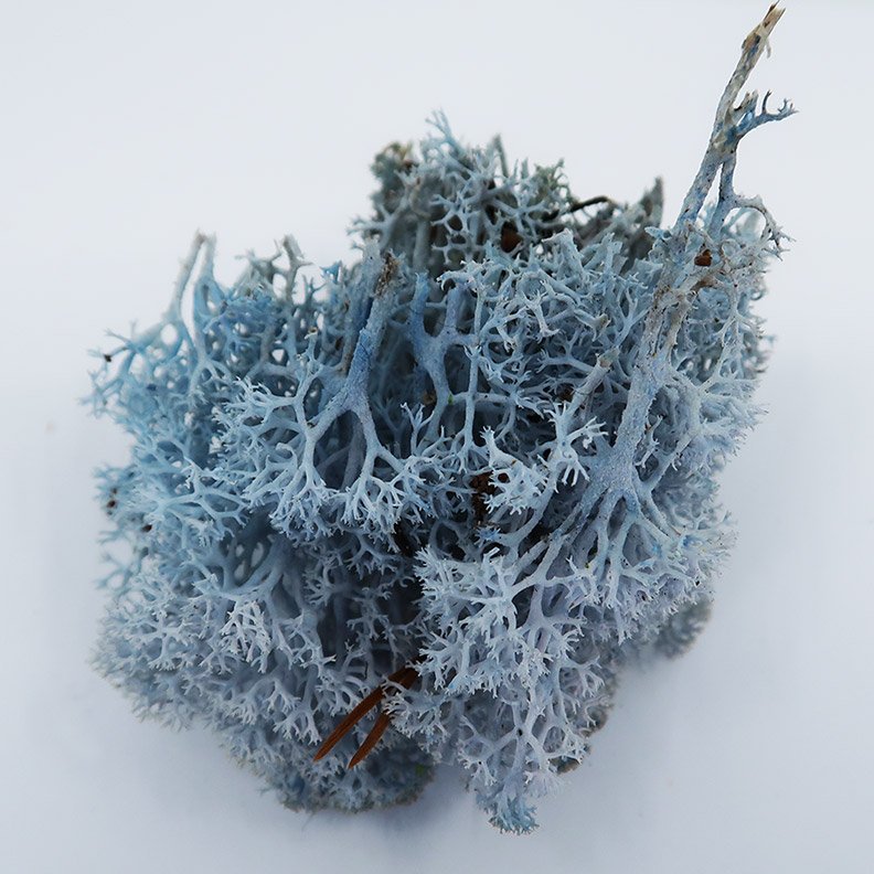 Bulk box of moss — Articulture Designs