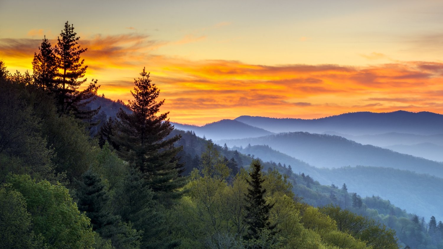 The California Forest Foundation