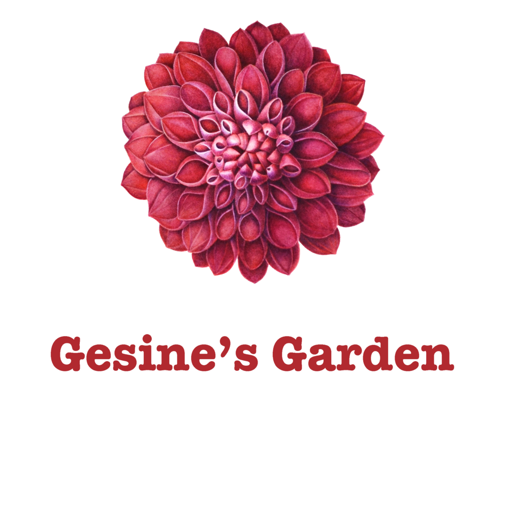 Gesine's Garden | Gesine Beermann-Kielhöfer, Botanical Artist