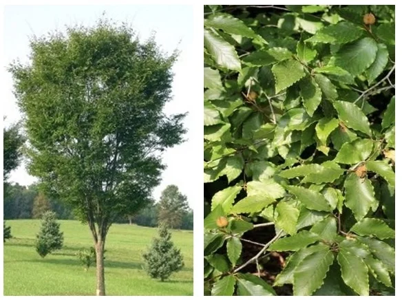 Green Vase Zelkova The Garden Kingdom