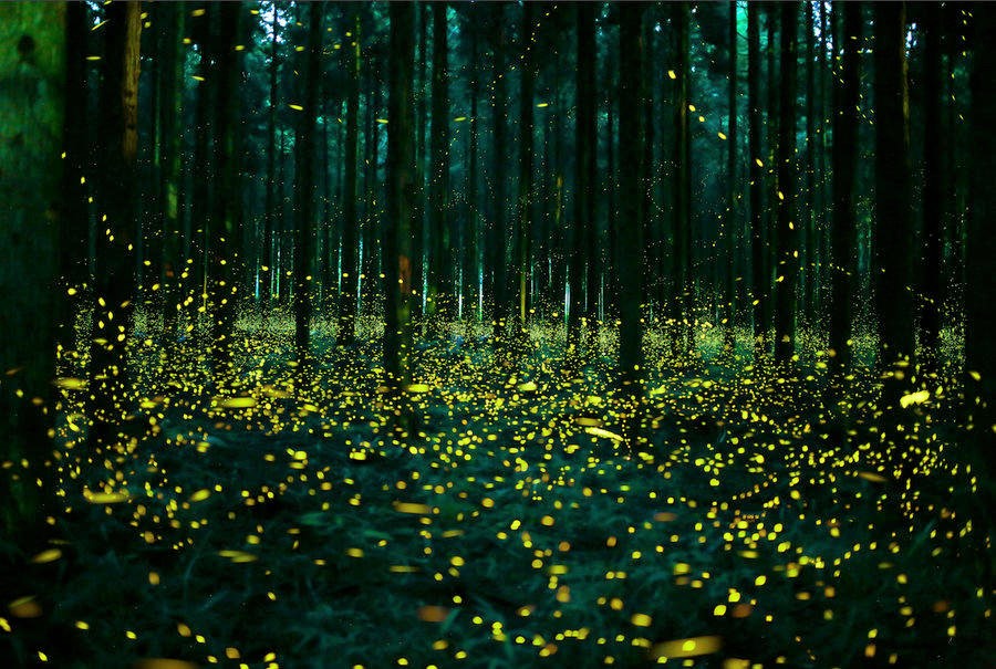 Firefly viewing in Southbury, Connecticut June 29, 2018.