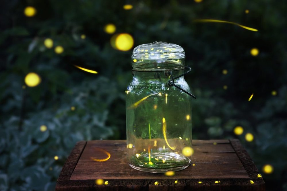 Firefly viewing via Drive the Nation