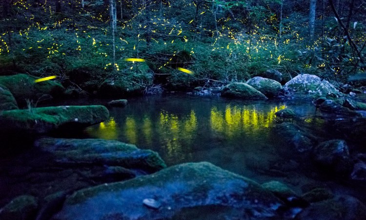 In the Appalachian firefly Photinus carolinus, flying males flash in synchrony with their neighbors, creating a symphony in light. Photo by Radim Schreiber via TED.com