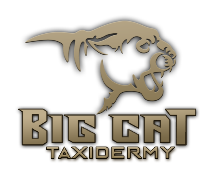 Big Cat Decals — Big Cat Taxidermy
