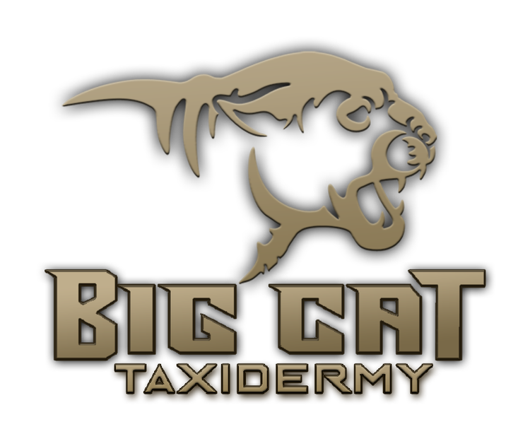 Big Cat Decals — Big Cat Taxidermy