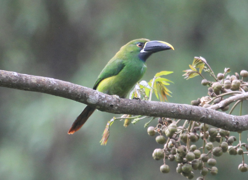 在通往Gocta Falls的路上的翡翠Toucanet。