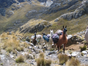 奥列罗斯-Chavin Trek-Pack Llamas.jpg